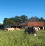 Plekje vrij voor pony of Shetlander