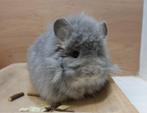 Chinchilla: Prachtig Violet Angora vrouwtje (Legaal), Dieren en Toebehoren, Knaagdieren, Vrouwelijk, Chinchilla, Voor 1 juli 2024