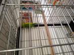Baraband pop te koop, Vrouwelijk, Parkiet, Geringd