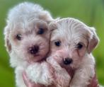 Maltipoo x Shih Tzu pups, Overige rassen, 8 tot 15 weken, Meerdere, Meerdere dieren
