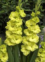Gladiool Green Star, Ophalen of Verzenden, Voorjaar, Volle zon, Bloembol