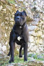 Prachtige stamboom Cane Corso puppies, Dieren en Toebehoren, Fokker | Hobbymatig, Rabiës (hondsdolheid), 15 weken tot 1 jaar, Overige rassen