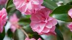 Camelia Spring Festival ca. 80 cm hoog, Tuin en Terras, Planten | Struiken en Hagen, Ophalen of Verzenden, Overige soorten, Struik
