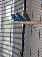Volwassen gasparkieten, Dieren en Toebehoren, Vogels | Parkieten en Papegaaien