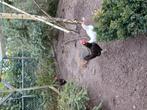 3 Leghorn en 1 welsumer, Dieren en Toebehoren, Pluimvee, Vrouwelijk, Kip