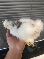 USA Zijdehoen te koop, Dieren en Toebehoren, Pluimvee, Kip