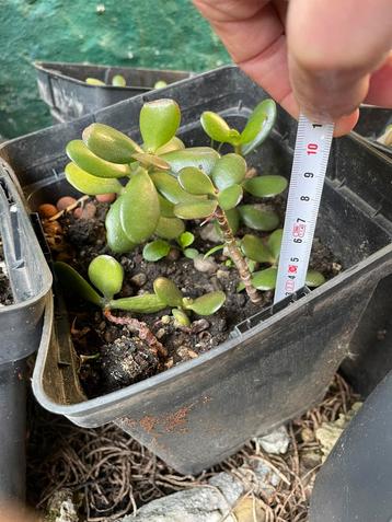 Crassula ovata, vetplant beschikbaar voor biedingen