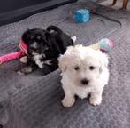 Speelse boomer pups, Dieren en Toebehoren, Honden | Chihuahua's en Gezelschapshonden, Overige rassen, CDV (hondenziekte), 8 tot 15 weken