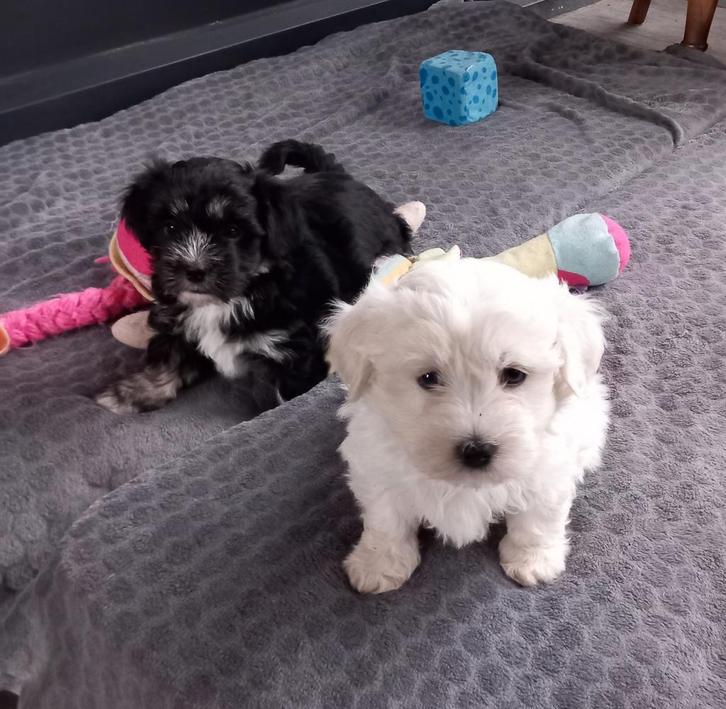 Speelse boomer pups, Dieren en Toebehoren, Honden | Chihuahua's en Gezelschapshonden, Meerdere dieren, Overige rassen, Particulier