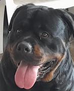 Dekreu Rottweiler xxl 70  kg. Dekgarantie! Super Dikke KOP!, Dieren en Toebehoren, Rabiës (hondsdolheid), Reu, Eén hond, 3 tot 5 jaar