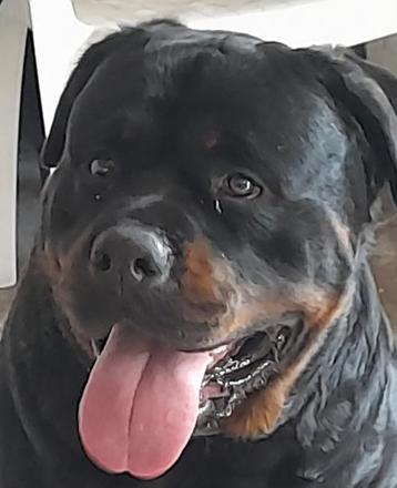 Dekreu Rottweiler xxl 70  kg. Dekgarantie! Super Dikke KOP! beschikbaar voor biedingen