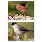 Wildzang vogels winterkoning en zwartkop tuinfluiter, Dieren en Toebehoren, Vogels | Overige Vogels, Mannelijk, Wildzangvogel