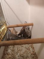 Bonte diamant duiven, Dieren en Toebehoren, Vogels | Overige Vogels, Meerdere dieren, Geringd