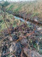 Elzen struikjes gratis, Ophalen, Lente, Overige soorten