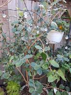 Grote ananas guave fruitboom, Ophalen, Overige soorten, Volle zon