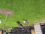 Mooie jonge kalkoenen, Dieren en Toebehoren, Pluimvee, Meerdere dieren, Kalkoen
