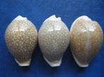 Schelpen: Cypraea miliaris Gmelin gem 25-37mm, Verzamelen, Mineralen en Fossielen, Verzenden, Schelp(en)