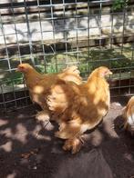 Cochin hennetjes, Dieren en Toebehoren, Pluimvee, Vrouwelijk, Kip