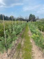 Liquidambar.magnolia.pinus . Noten ., Ophalen of Verzenden, Volle zon, Overige soorten