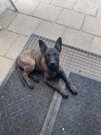 Pup Mechelse-Hollandse herder, Dieren en Toebehoren, Honden | Herdershonden en Veedrijvers, Rabiës (hondsdolheid), Reu, 8 tot 15 weken