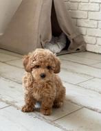 Exclusieve Maltipoo pups reutjes, Dieren en Toebehoren, Fokker | Hobbymatig, Rabiës (hondsdolheid), Overige rassen, 8 tot 15 weken