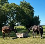 Slowfeeder hooibak shetlander paarden pony voerbak, Dieren en Toebehoren, Stalling en Weidegang