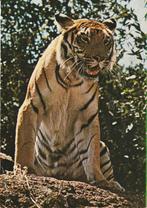 Ansichtkaart met Tijger, Verzamelen, Ansichtkaarten | Dieren, Verzenden, 1960 tot 1980, Ongelopen, Wild dier