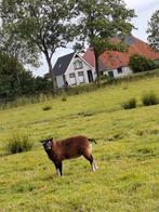 Dassenkop ooi 1x gelamd, Dieren en Toebehoren, Schapen, Geiten en Varkens, Vrouwelijk, Schaap