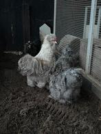 Mooie USA zijdehoen hanen, Dieren en Toebehoren, Pluimvee, Mannelijk, Kip