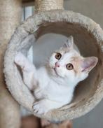 Prachtige brits/britse korthaar katertje met stamboom, Dieren en Toebehoren, Katten en Kittens | Raskatten | Korthaar, Kater, Gechipt