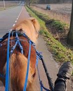 Verzorger Shetlander gezocht, Ophalen of Verzenden