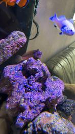 Salarias Fasciatus henkie vis zeeaquarium wegens stoppen!, Dieren en Toebehoren, Vis