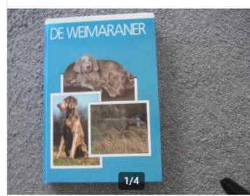 De Weimaraner beschikbaar voor biedingen