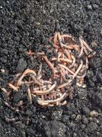 Voer/aas wormen, Ophalen, Nieuw, Overige typen