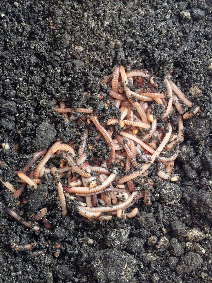 Voer/aas wormen, Dieren en Toebehoren, Vissen | Aquaria en Toebehoren, Nieuw, Overige typen, Ophalen