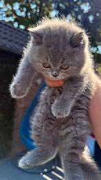 Raszuivere Britse Korthaar Kittens, Meerdere dieren
