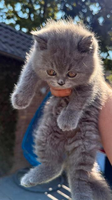 Raszuivere Britse Korthaar Kittens beschikbaar voor biedingen