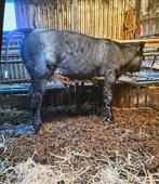 Luxe stier, Dieren en Toebehoren, Runderen, Mannelijk