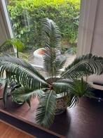Palmen kamer planten, Huis en Inrichting, Kamerplanten, Ophalen of Verzenden, Palm, Minder dan 100 cm