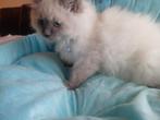 Te koop, Dieren en Toebehoren, Katten en Kittens | Raskatten | Langhaar, Kater, Met stamboom