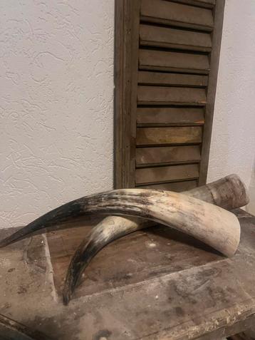 2 oude grote hoorns buffel, koe? Brocante landelijke stoer beschikbaar voor biedingen