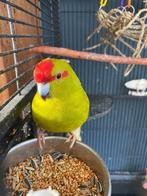 Prachtige Kakariki man, Dieren en Toebehoren, Vogels | Parkieten en Papegaaien, Mannelijk, Parkiet