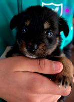 Kruising X Husky Pups! super mooi en lief!, 8 tot 15 weken, CDV (hondenziekte), Meerdere, Meerdere dieren