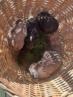 Langharige jonge cavia's sheltie coronet lavendel blauw, Ophalen