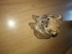 Pomeriaan/ pomeranian / dwergkees teefje, Dieren en Toebehoren, Keeshond, 8 tot 15 weken, Teef, Eén hond