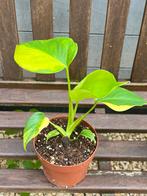 Monstera Aurea Marmorata Variegated, Overige soorten, In pot, Minder dan 100 cm, Groene kamerplant