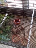 Jungle bush kwartels, Geslacht onbekend