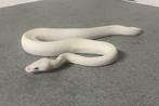 0.1 Super lesser (BEL) 50% het piebald konings python, Dieren en Toebehoren, Slang, 0 tot 2 jaar