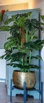 Mooie kunst kamerplant monstera, Huis en Inrichting, Kamerplanten, Ophalen, Overige soorten, Halfschaduw, Minder dan 100 cm
