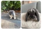 GOUDEN MANDJE VOOR TEDDY GEZOCHT, Dieren en Toebehoren, Konijnen, Mannelijk, Dwerg, Hangoor, 0 tot 2 jaar
